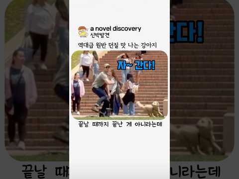 포기를 모르는 강아지가 잔뜩 넣어준 견주 어깨뽕 thumbnail