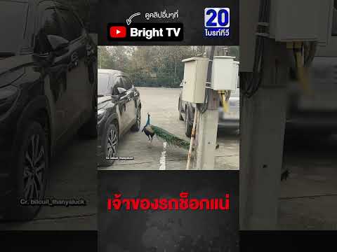 มายังไง! จอดรถอยู่ดีๆ นกยูงมาจิกรถ thumbnail