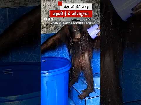 कुछ इस अंदाज़ में नहाती है ये ओरांगुटान #orangutan #indonesia thumbnail