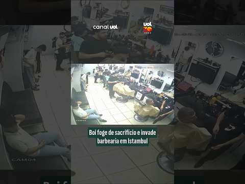 Boi invade barbearia e causa pânico entre clientes na Turquia thumbnail