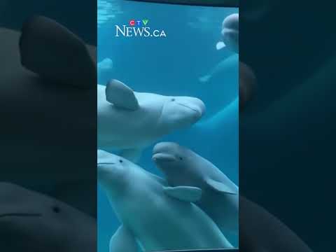 Ottawa endorses plan to re-home Canada's last remaining captive whales thumbnail