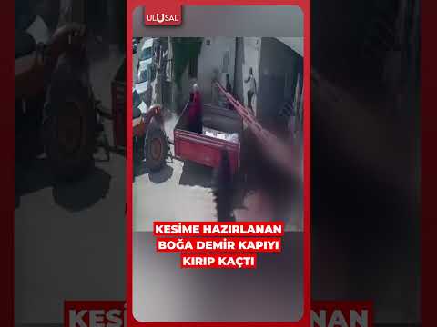 Isparta'da kesim için hazırlanan boğa demir kapıyı kırıp kaçtı #shorts #boğa #kurban thumbnail