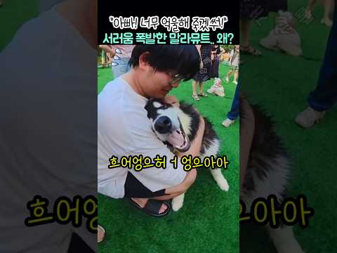 "아빠! 너무 억울해 죽겠쒀!" 서러움 폭발한 말라뮤트.. 왜? thumbnail