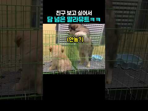 "어떡해ㅋㅋ.." 친구 보려고 담까지 넘어간 새끼 말라뮤트의 결말 thumbnail