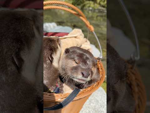川で思う存分遊びまくったカワウソ達の末路😳😳 The Result of the Otters After Playing to Their Hearts' Content #shorts thumbnail