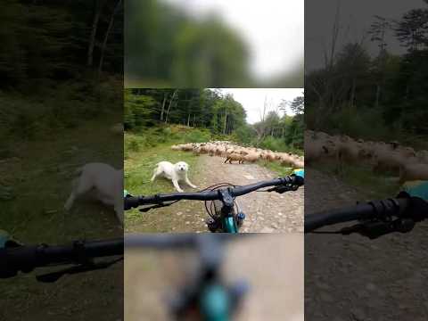 Guard Dogs Attacked Strange Biker😳 thumbnail