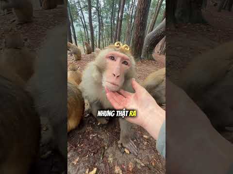 Tại sao khỉ ở đây còn cố cười để được con người chú ý 🐒🤯 thumbnail