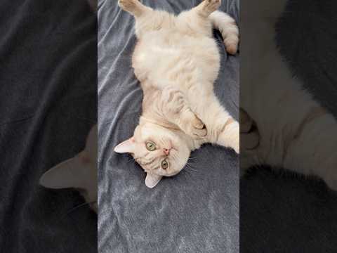 Dg owners vs Cat owners #cats #catsofyoutube #funny #catlovers #pets thumbnail