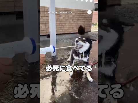 必死に水を食べる柴犬、水遊びが豪快すぎた?　#柴犬　#黒柴　#犬　#面白い　#犬のいる暮らし thumbnail
