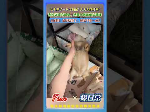 女生养了一只土拨鼠，天天无精打采的样子！今天突然突发奇想护它睡觉！结果一哄直接秒睡！😴估计土拨鼠的内心是崩溃的…😂#萌宠日常 #土拨鼠 #秒睡现场 #治愈系动物 #爆款短视频 thumbnail