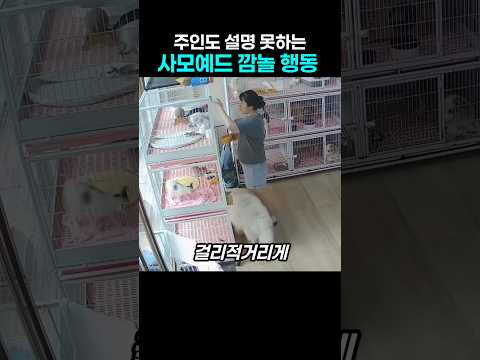 "어머 세상에…" 그냥 온 줄 알았던 개가 달라 보였던 이유 thumbnail