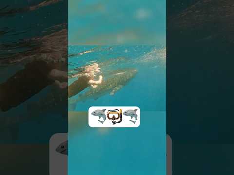 ¿Nadar con monstruos? Cara a cara con el tiburón ballena 🦈 #filipinas thumbnail