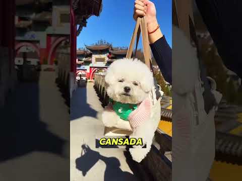 A belkinha e mt esperta  #lunatico thumbnail