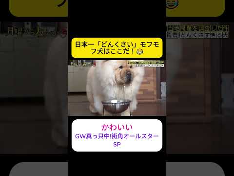 滋賀で見つけた日本一どんくさい犬? #月曜から夜ふかし #shorts thumbnail