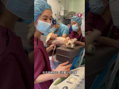 不用再飞国外求医中小型犬常见心脏病本地也能开刀根治！#zaobaosg #新加坡 #手术 #小狗 #心脏 #sgnews #surgery #puppy #heart thumbnail