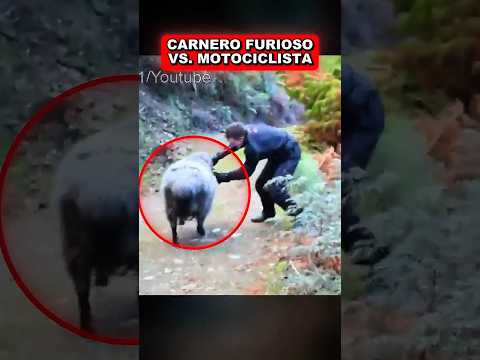 CARNERO VS. MOTOCICLISTA CC: @Angryramz#animales thumbnail