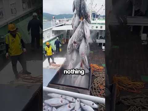 Why Do Tuna Lose Value From Small Cuts?? ?? thumbnail