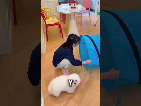 Ella metió al gato en la tubería… ¡Y luego desapareció! thumbnail