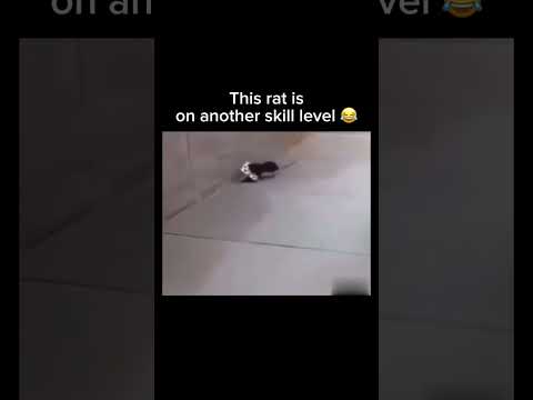 This rat is on another skill level ? Subscribe! #shorts thumbnail