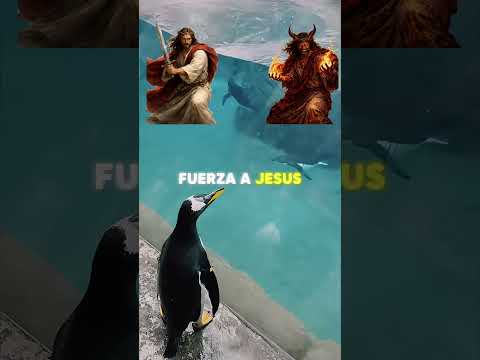 ¡Pingüino perdido intenta regresar con su familia! ?? thumbnail