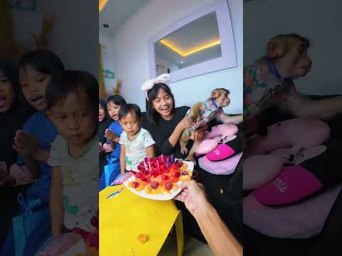 Momen lucu Cia gak mau ambil buah karna Ada lilin 😂 #shortvideo #short #monkey #monyet #animals thumbnail