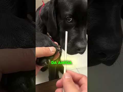 ela maquia os seus cães thumbnail