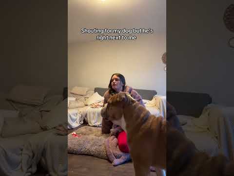 ??? #comedy #dog #challenge #funny #pov #dogshorts thumbnail