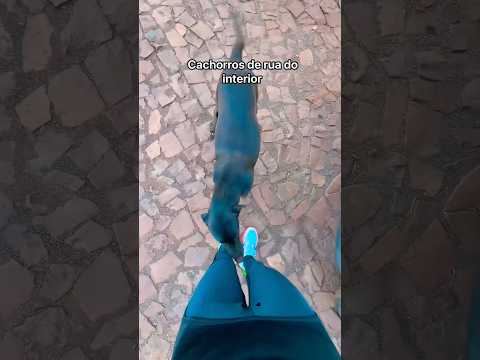 ACHOU CACHORRO ABANDONADO thumbnail
