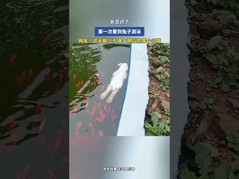 🇨🇳 奇闻！首次目睹兔子在水中游泳 🇬🇧 Rare Sight! Rabbit Captured Swimming thumbnail