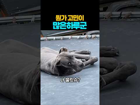 ❤️12만뷰❤️ 왜 자꾸 불러요 ㅋ #반려견  #강아지 #댕댕이 #애견영상 thumbnail