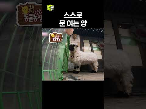 양이 왜 이렇게 똑똑해 #달리 #DALI #TV동물농장 #shorts thumbnail