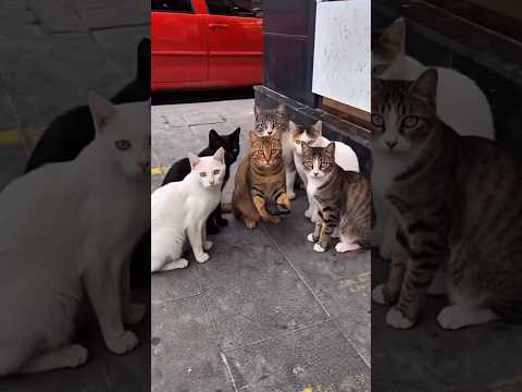 Gıcık kediler thumbnail