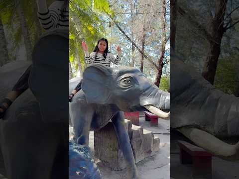 Rifkah diambil gajah #fypシ #shorts thumbnail