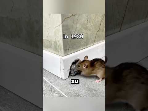 So haben Ratten keine Chance mehr… 😳 thumbnail