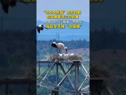 🇨🇳 安徽喜添三只东方白鹳，多部门戴黑科技当鸟保姆 🇬🇧 Rare Oriental Storks Hatched; Officials Use Tech to Protect thumbnail