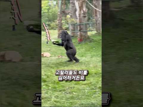 고릴라들도 비가 싫다 thumbnail