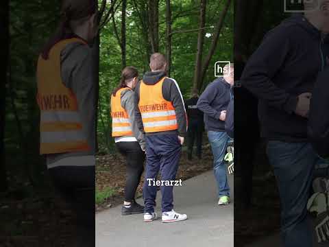 ? Jungbulle rast durch Ort und rammt Auto thumbnail