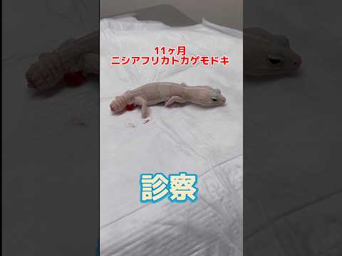 お尻から何か出てる11ヶ月のニシアフリカトカゲモドキが動物病院にやって来た！ thumbnail