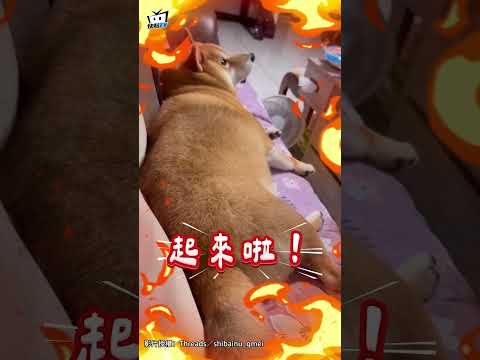 柴柴霸佔沙發遭"台語碎念轟炸" 阿嬤怒：被罵還嘻皮笑臉? #shorts thumbnail