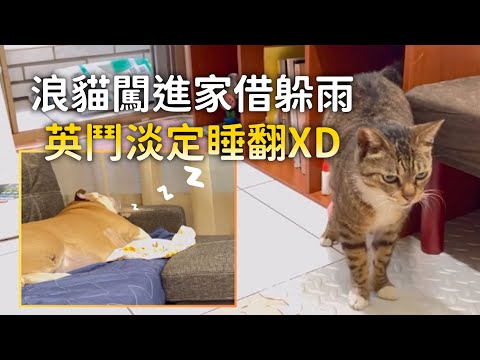 浪貓闖進家借躲雨！英鬥淡定睡翻XD thumbnail