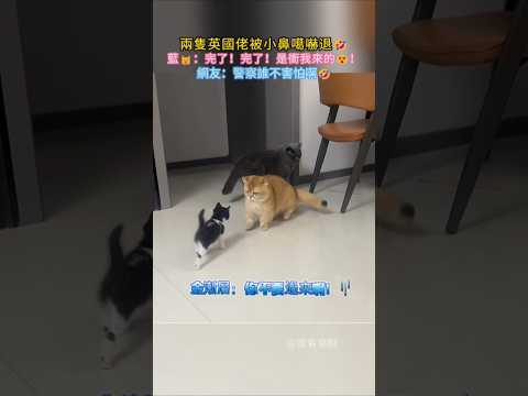 小鼻嘎嚇退兩隻巨型英國佬😂 藍🐱：完了❗完了❗朝我來的😱 網友：警察啊誰不害怕😂 #cat #cute #funny #funnyshorts #cutecat thumbnail