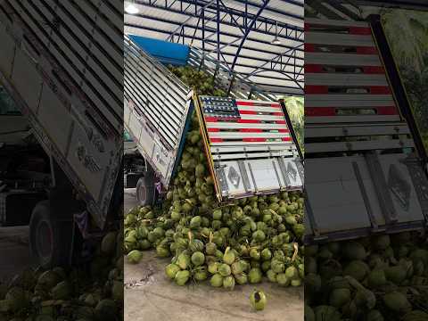Thailand's Best Coconut Export Factory - Fruit Cutting Skills thumbnail