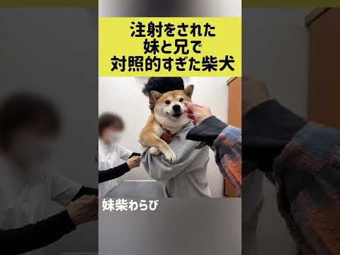 注射をされた妹と兄で対照的すぎた柴犬 #shibainu #柴犬 #shorts thumbnail