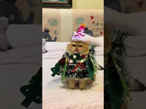 Is this the Christmas gift you were expecting? #funnyvideo #funnycats #christmas thumbnail