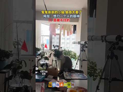 猫咪你为什么这样的看着我？ thumbnail