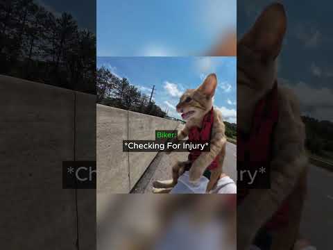 When a Biker Saw a Kitten Stranded On The Highway... thumbnail