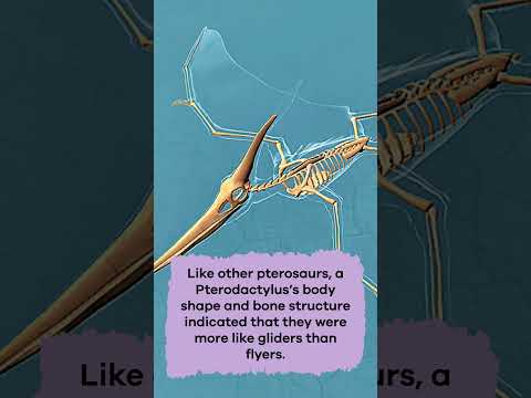 Dinos A to Z: Pterodactylus | #shorts thumbnail
