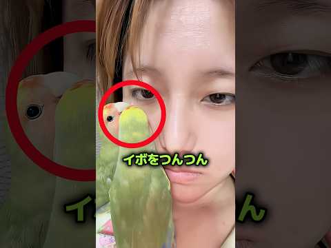オウムが飼い主の顔を食べ始めた理由 🦜 thumbnail