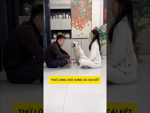 Thử Tài chó cưng và cái kết #viral #viralshorts #viralvideos #viralreels thumbnail