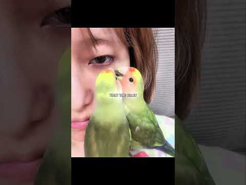Parrot clean her owner face😅 #shorts #parrot #cute thumbnail